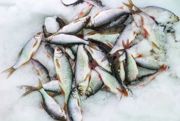 Peixe na pesca de inverno de gelo — Fotografia de Stock