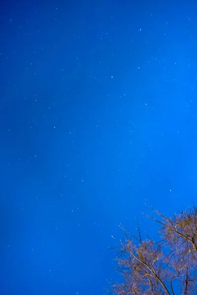 Cielo estrellado azul con árboles verticalmente — Foto de Stock