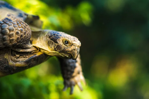 Черепаха крупним планом макрос — стокове фото