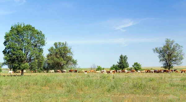 Vacas no campo paisagem verão dia — Fotografia de Stock