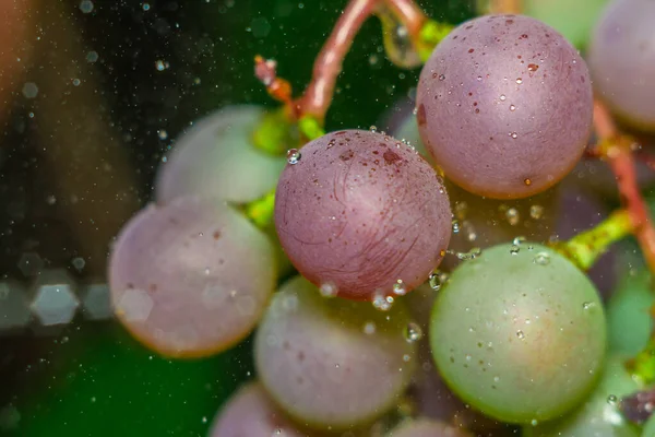 Trauben und Wassertropfen — Stockfoto