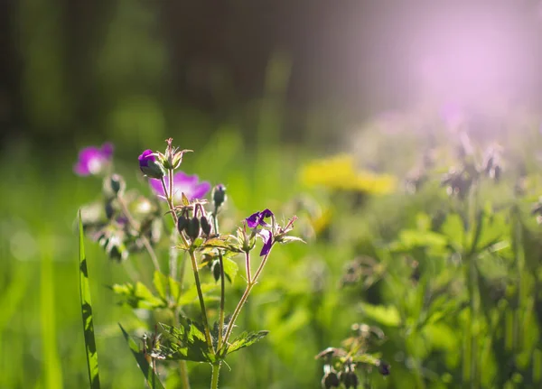 Flores verano naturaleza fondo en un día soleado — Foto de Stock