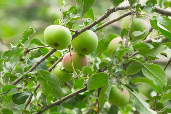 Apples on the tree — Stock Photo, Image