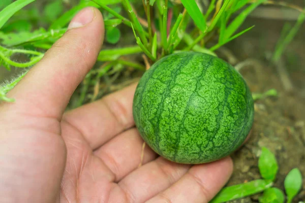 Kleine watermeloen in de tuin — Stockfoto