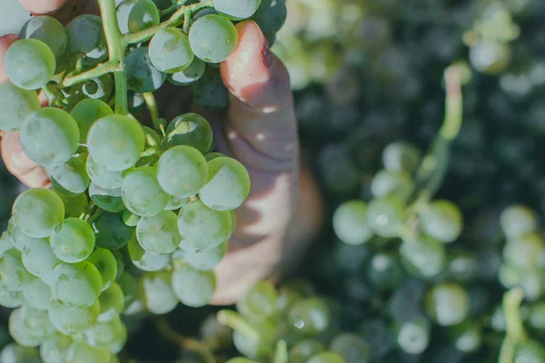 Hand met druiven — Stockfoto