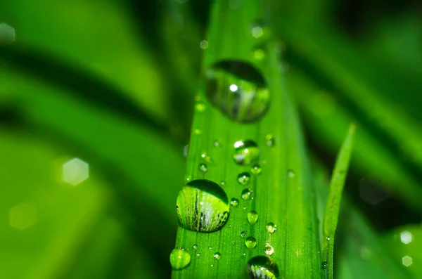 Grass close up water drops — Stock Photo, Image