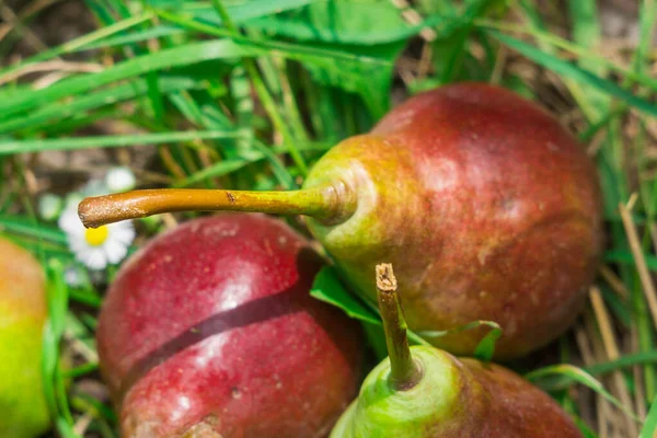 Pears close-up photo — Stock Photo, Image