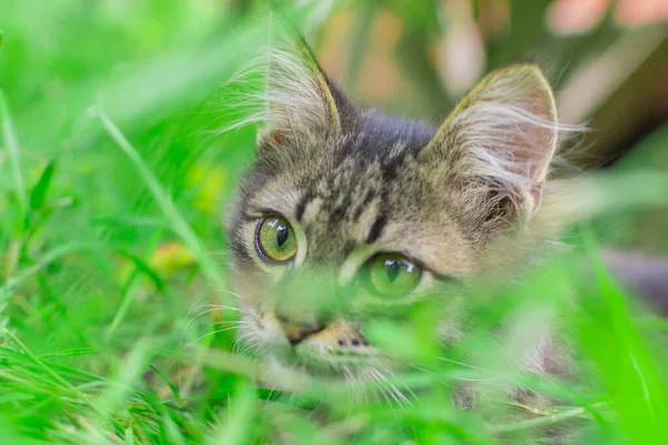 Retrato de un gatito en la hierba —  Fotos de Stock