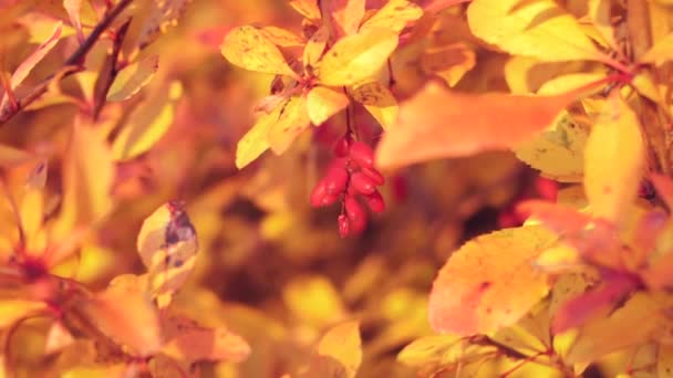 Baies d'épine gros plan sur une branche d'arbre sur le fond des feuilles jaunes d'automne . — Video