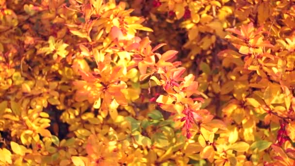 Planta de agracejo cubierto de hojas y bayas primer plano. Sobre el fondo de las hojas de otoño . — Vídeos de Stock