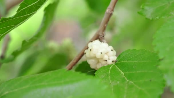 Mûrier blanc sur une branche d'arbre gros plan dans le jardin. Récolte de baies biologiques saines — Video