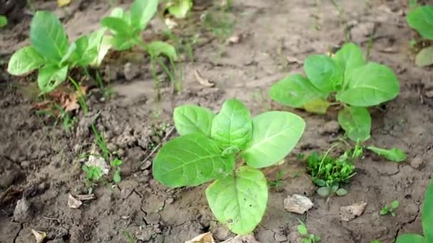 Табачная ферма и фермерские табачные листья в поле. Табачное хозяйство Вирджиния — стоковое видео