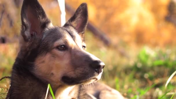 Retrato de un perro pastor husky de cerca en el fondo del bosque de otoño — Vídeo de stock