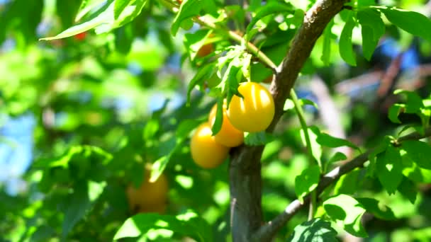 Prune jaune sur une branche d'arbre près des feuilles d'un arbre vert dans le jardin — Video