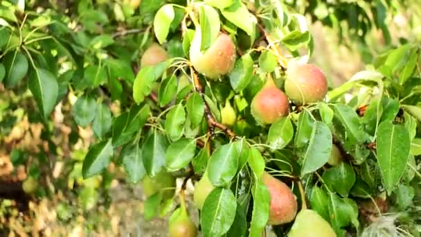 Rijpe verse peren in de tuin besproeiende bomen — Stockvideo