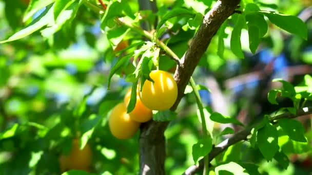 Yellow plum on a tree branch — Stock Video