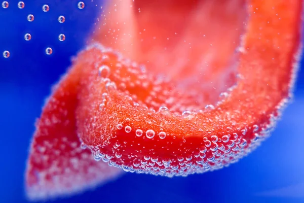 Poivron rouge dans l'eau — Photo