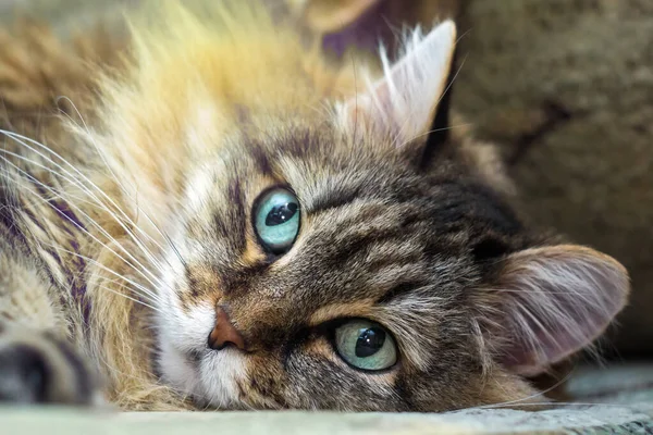 毛茸茸的猫肖像 — 图库照片