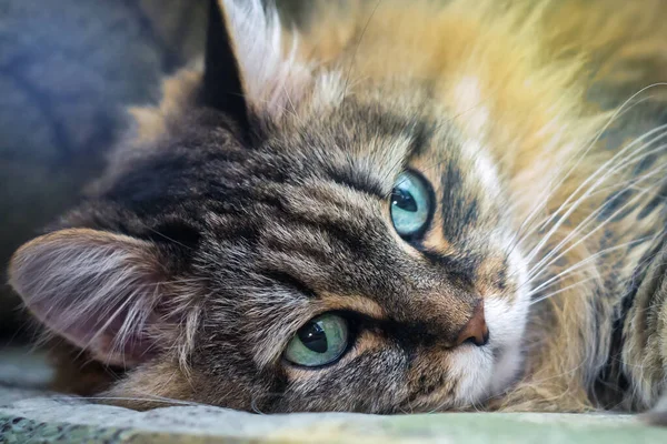 Αφράτο γάτα πορτρέτο — Φωτογραφία Αρχείου