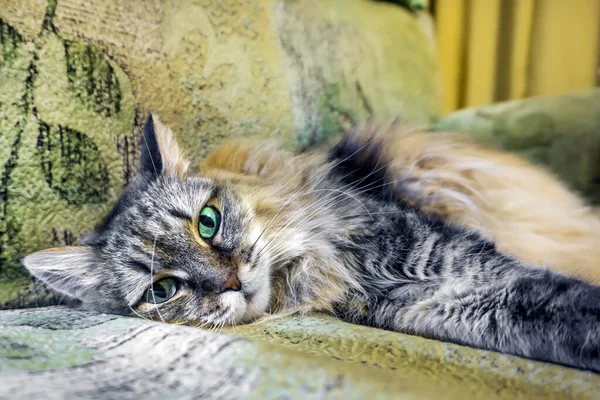 Cat lying on the couch — Stock Photo, Image