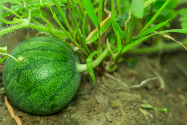 Kleine watermeloen in de tuin — Stockfoto
