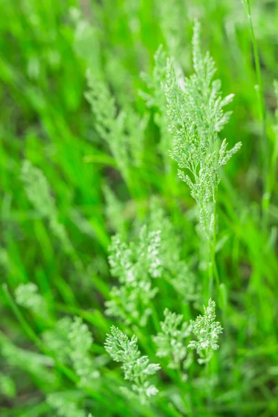 Texture herbe verte — Photo