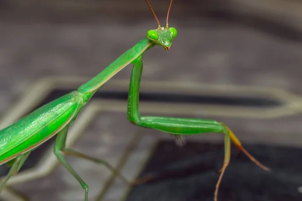 Mantis verde macro — Fotografia de Stock