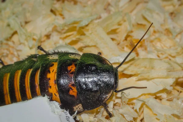 Kakkerlakken close-up macro — Stockfoto