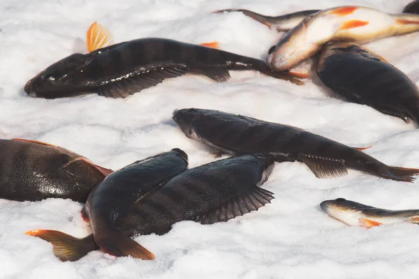 Pesce sulla pesca invernale — Foto Stock