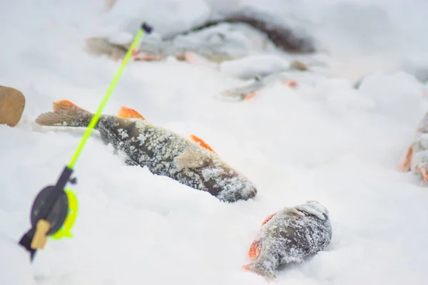 Peces en la pesca de invierno — Foto de Stock