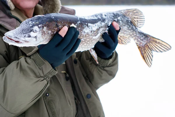 Man holding catch winter fishing pike fish — Stock Photo, Image