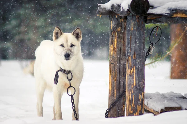 Witte hond aan een ketting in de winter — Stockfoto