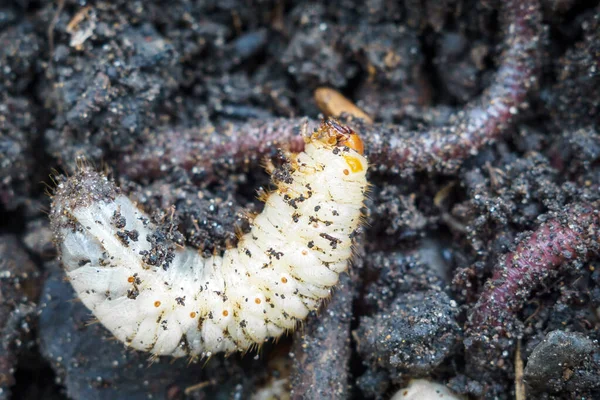 The larva of the may beetle closeup — Stock Photo, Image