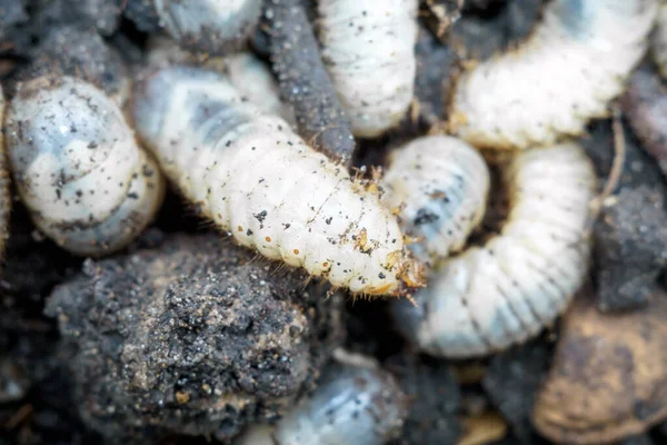 메이플 딱정벌레의 애벌레는 몸을 감싼다 — 스톡 사진