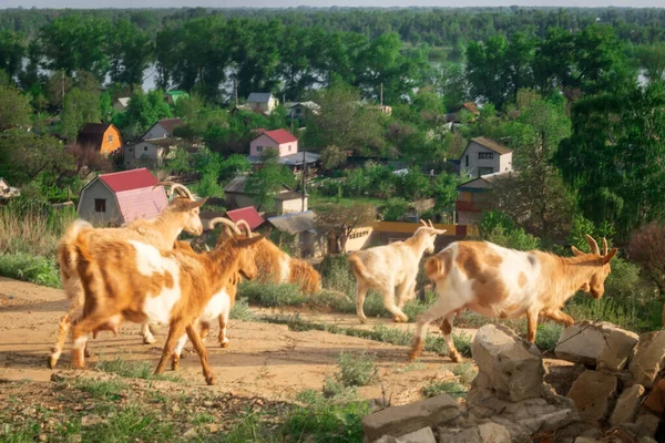 Rebanho de cabras no prado no verão — Fotografia de Stock