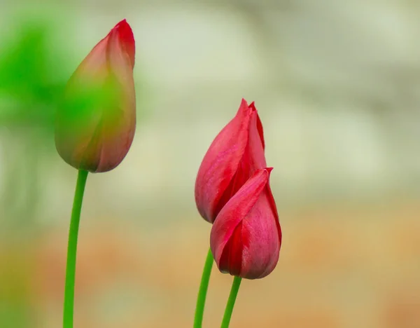Schöne rote Blumen Tulpen aus nächster Nähe im Garten — Stockfoto