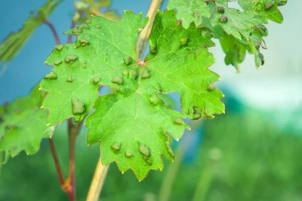 Druivenbladeren ziekte geïnfecteerde wijngaard druivenplant ziekte — Stockfoto