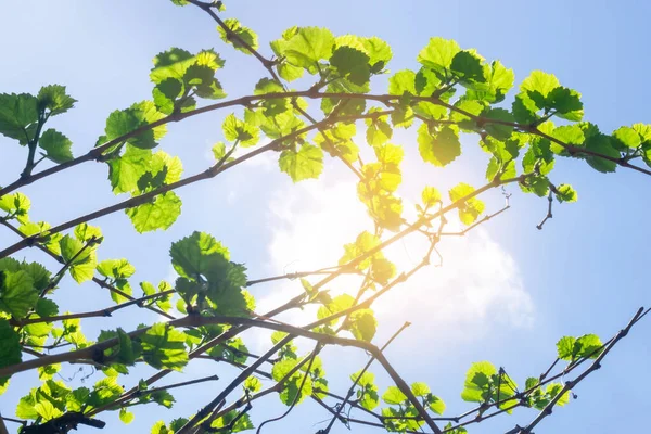 Feuilles de vigne sur un fond naturel par une belle journée ensoleillée — Photo