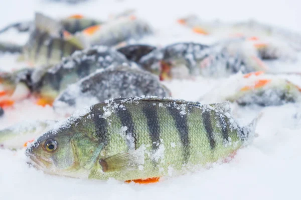 Vang vis baars in de sneeuw. winter vissen — Stockfoto