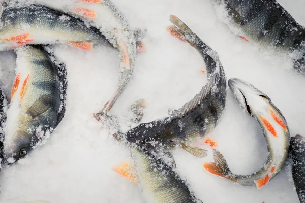 Peces perca en la captura de nieve. concepto de pesca de invierno hobby de invierno — Foto de Stock