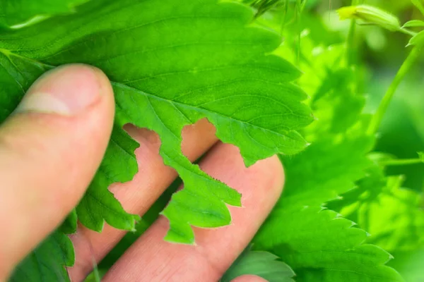 Malattie di parassiti di foglie di fragola — Foto Stock