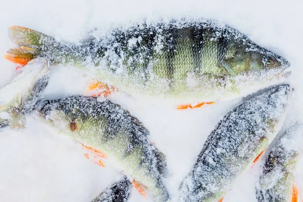Halak télen horgászat tél egy fagyasztott tavon — Stock Fotó