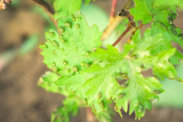 Grape leaves disease infected vineyard grape plant disease — Stock Image Grape leaves disease infected vineyard grape plant disease Stock Image