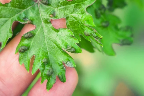 Leaf disease of grapes horticulture vineyard — Stock Image Leaf disease of grapes horticulture vineyard Royalty Free Stock Images