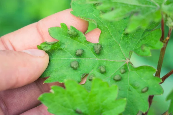 Leaf disease of grapes horticulture vineyard — Stock Image Leaf disease of grapes horticulture vineyard Stock Picture