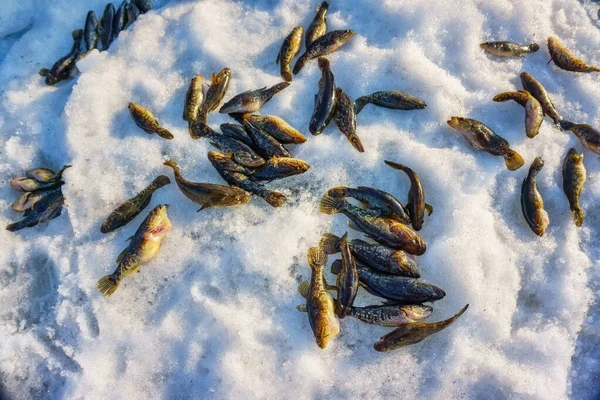 Vangst vis winter sport winter vissen vangst vis rotan — Stockfoto