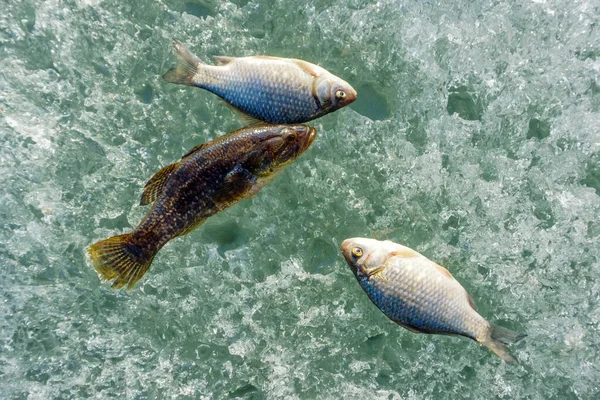 Carpa de captura na pesca de inverno — Fotografia de Stock