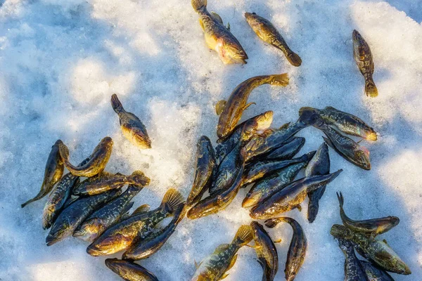 Captura peixe inverno esporte inverno pesca captura peixe rotan — Fotografia de Stock