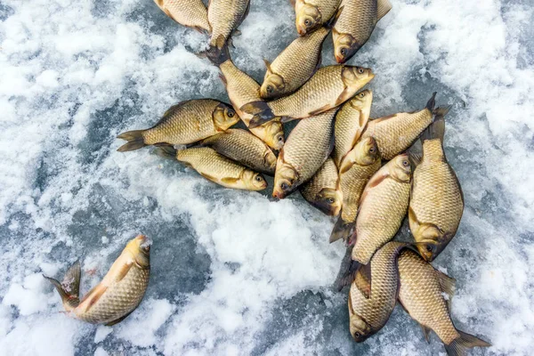 Vangst karper bij de wintervisserij — Stockfoto