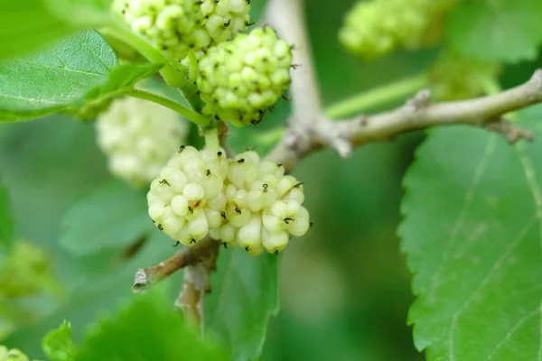 Moerbessen op een boomtak — Stockfoto